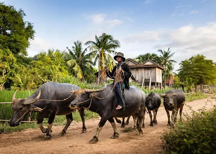 Domi Siem Reap